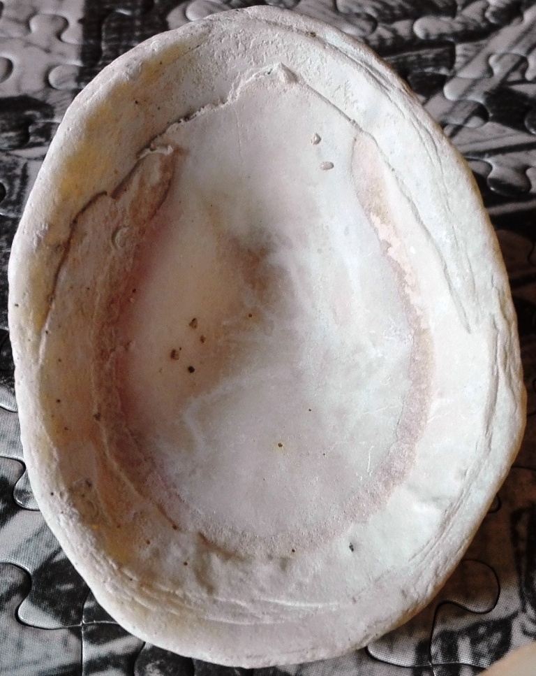 Gran canaria - PATELLE - specie da determinare